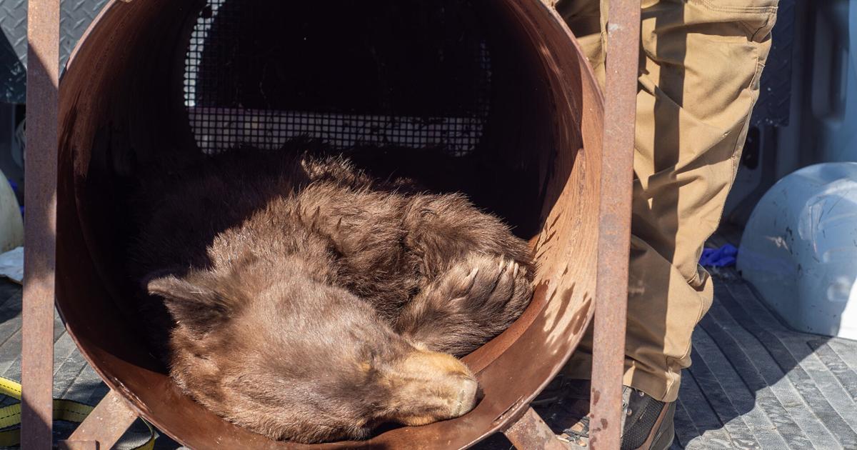 Photo Gallery: Black Bear Captured in Logan