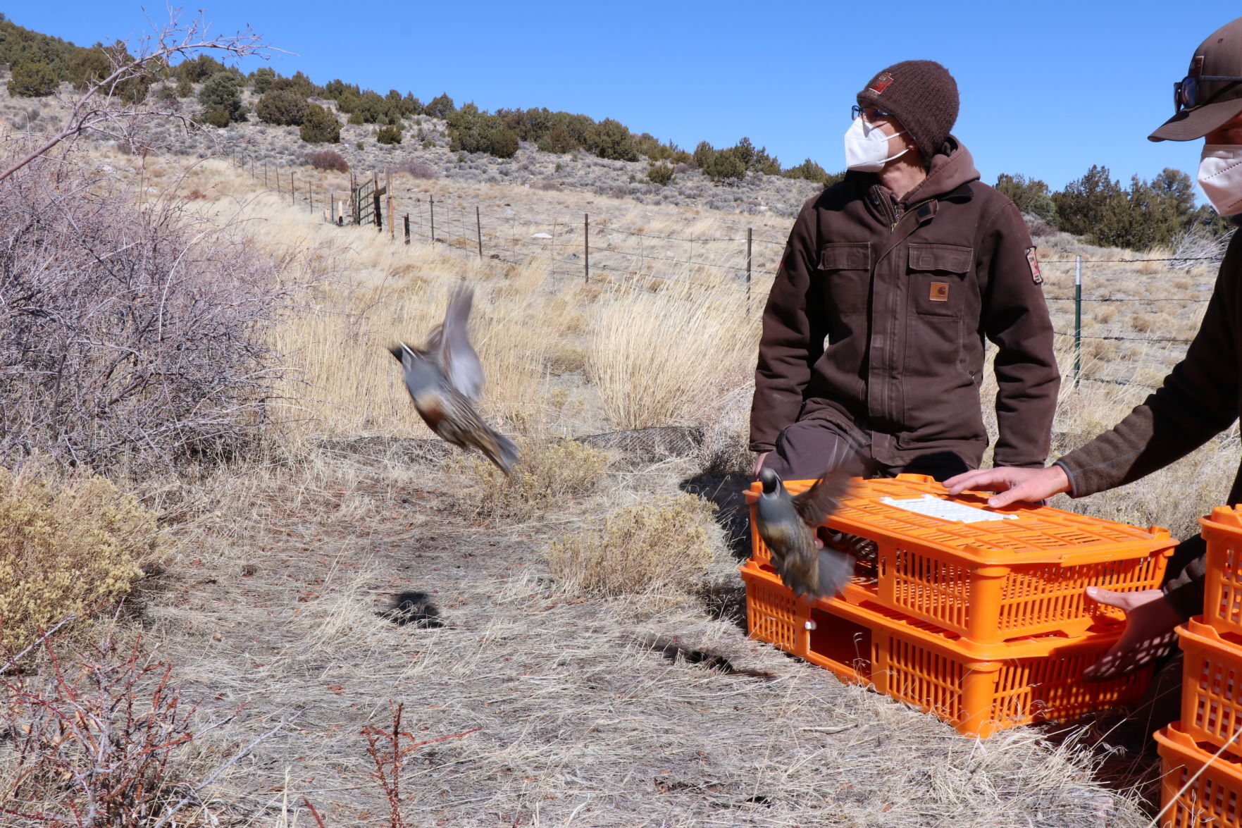 Pilot' project: Remote Box Elder mountains provide new home for