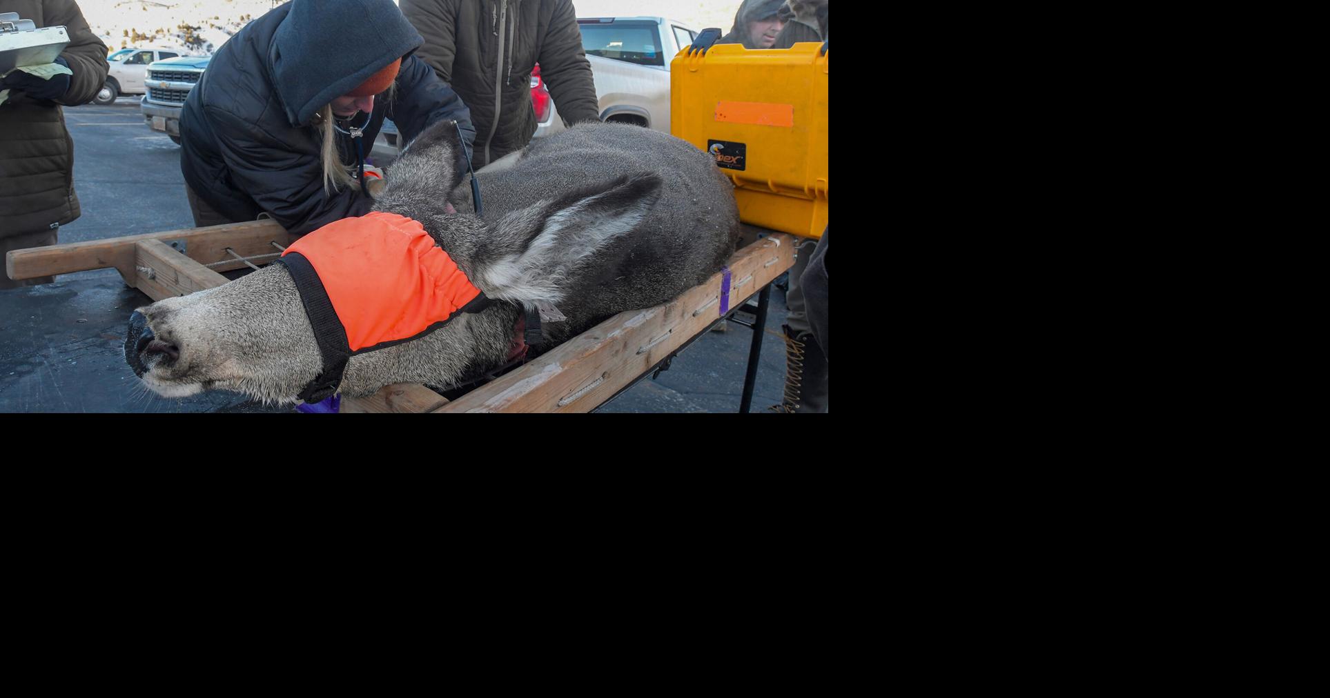 Photo Gallery: Mule Deer Capture | Multimedia | hjnews.com