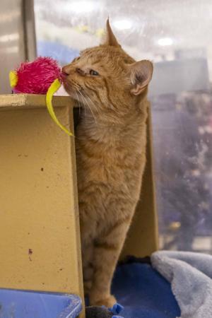PETS OF THE WEEK