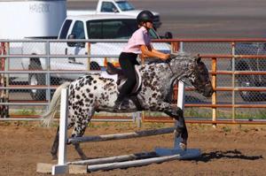 Pony of the Americas to host inter-breed competition in Tremonton