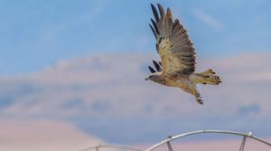 Taking Flight