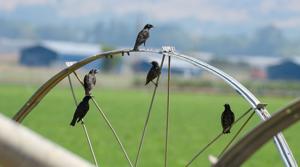 Spokes and Starlings