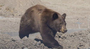 Drought conditions push Utah bear incidents to a new high
