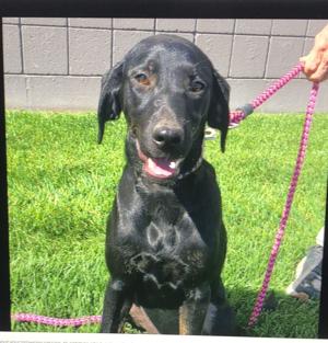 PETS OF THE WEEK