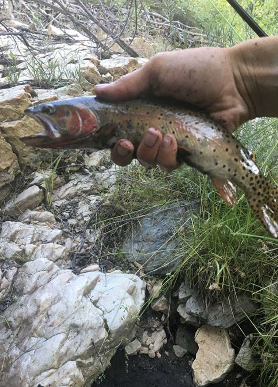 Utah Division of Wildlife Resources raises fishing limits again to prevent  die-offs
