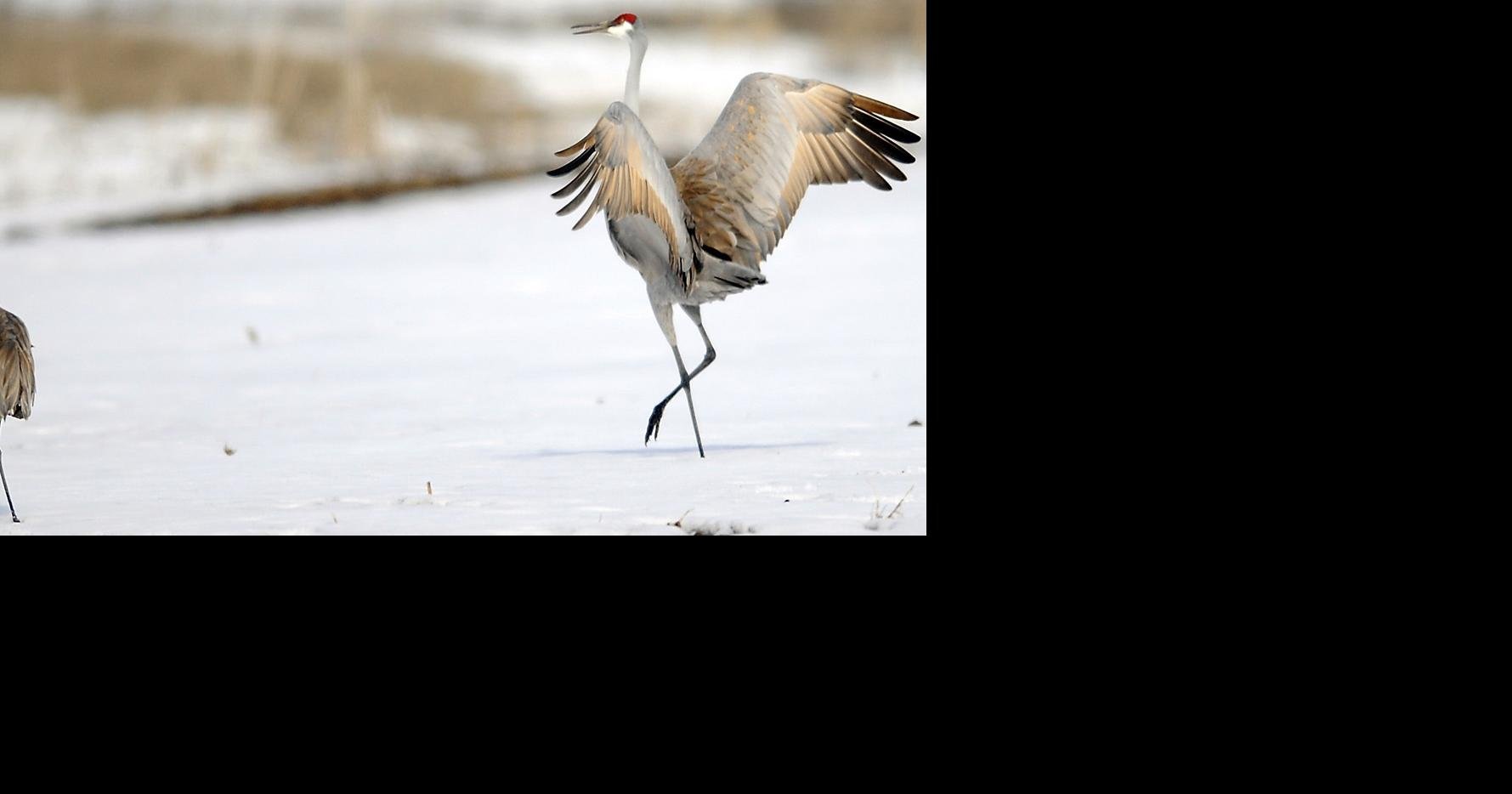 Spot Sandhill Cranes in Idaho This Fall