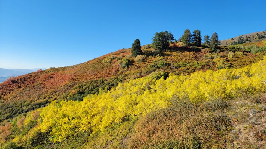 Falling for color: Experts share predictions for autumn leaf displays ...