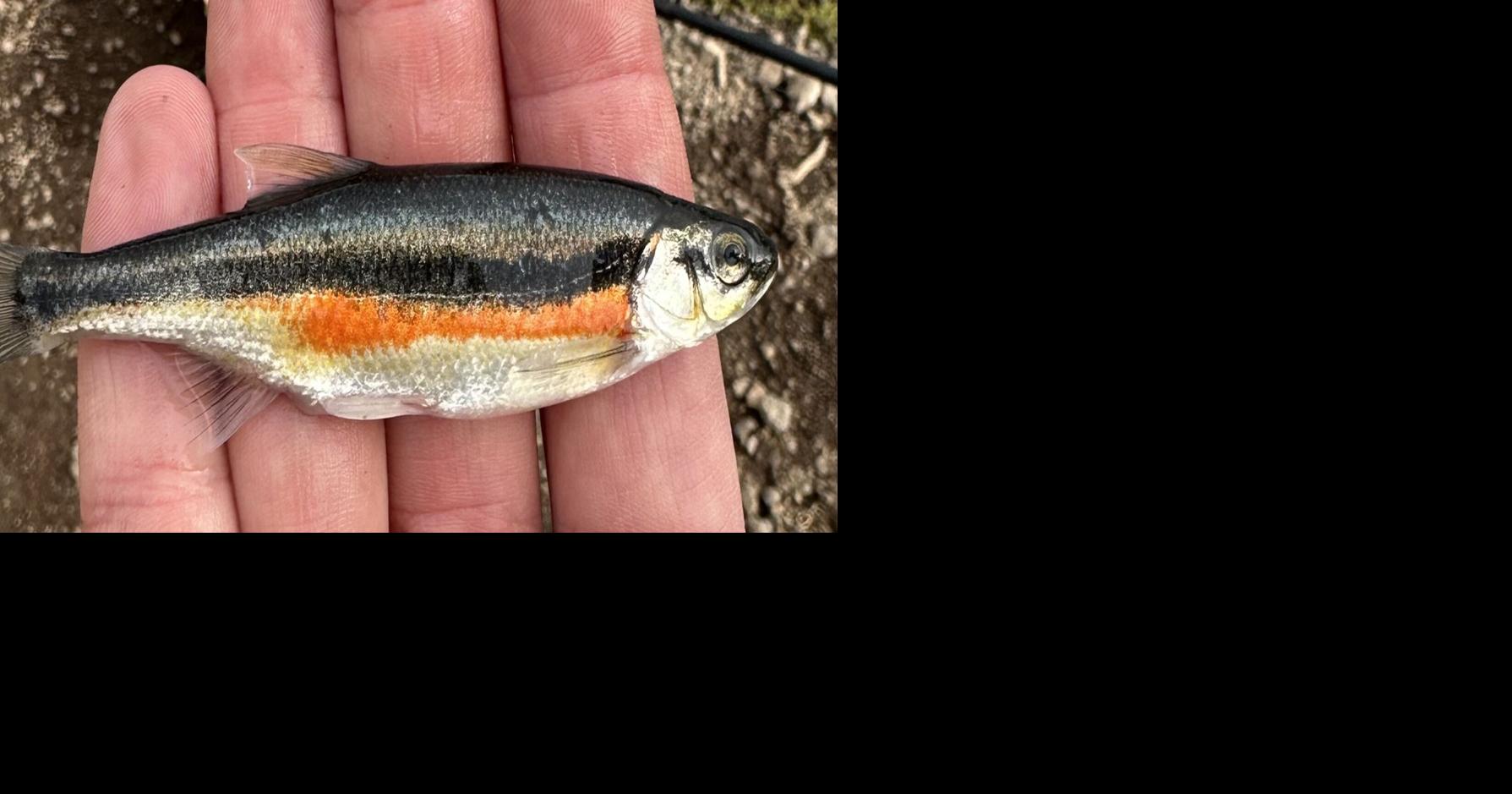 Fish found illegally introduced into four Utah waterbodies | Features ...