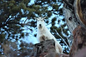 Hiking in August? Keep an eye out for mountain goats