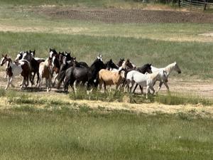 Loose horses stampede through Hyde Park