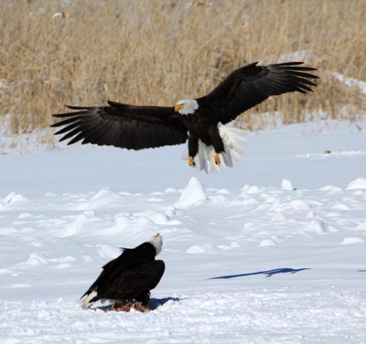 The Bald Eagle in Coastal Texas - Round Top