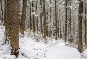 Snow Surprise