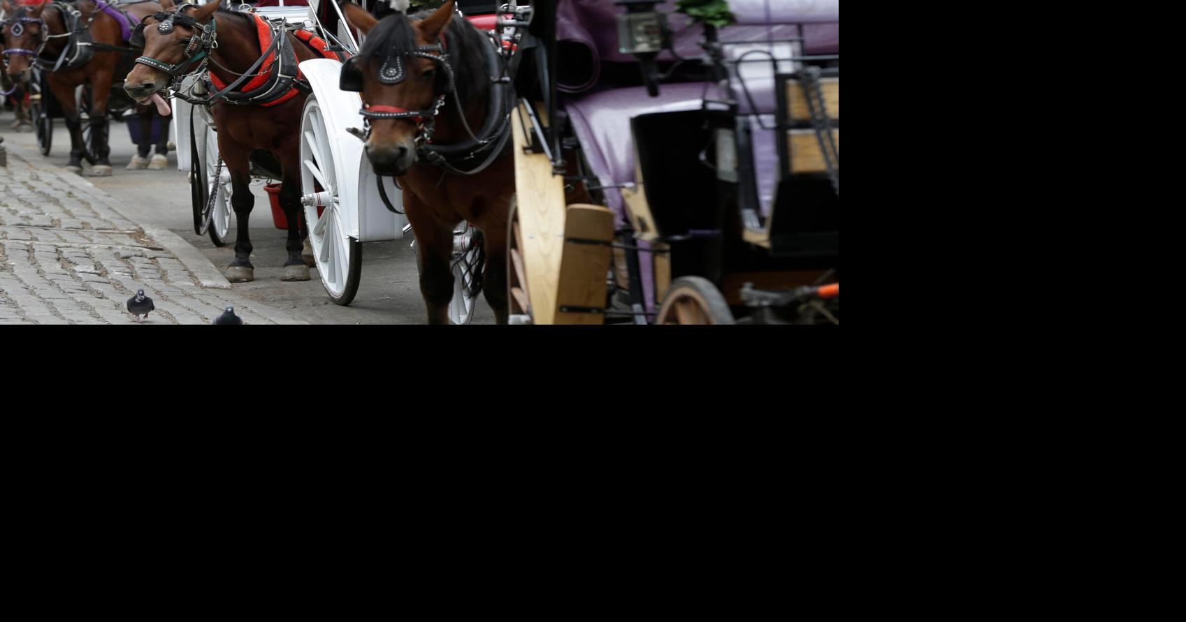 Central Park Horse Injury