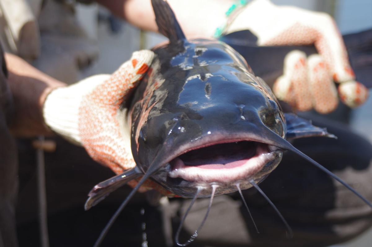 Monsters Of Mantua State Stocks Local Reservoir With Large Catfish Outdoors Hjnews Com