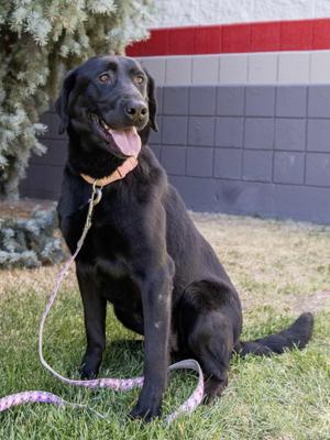 PETS OF THE WEEK