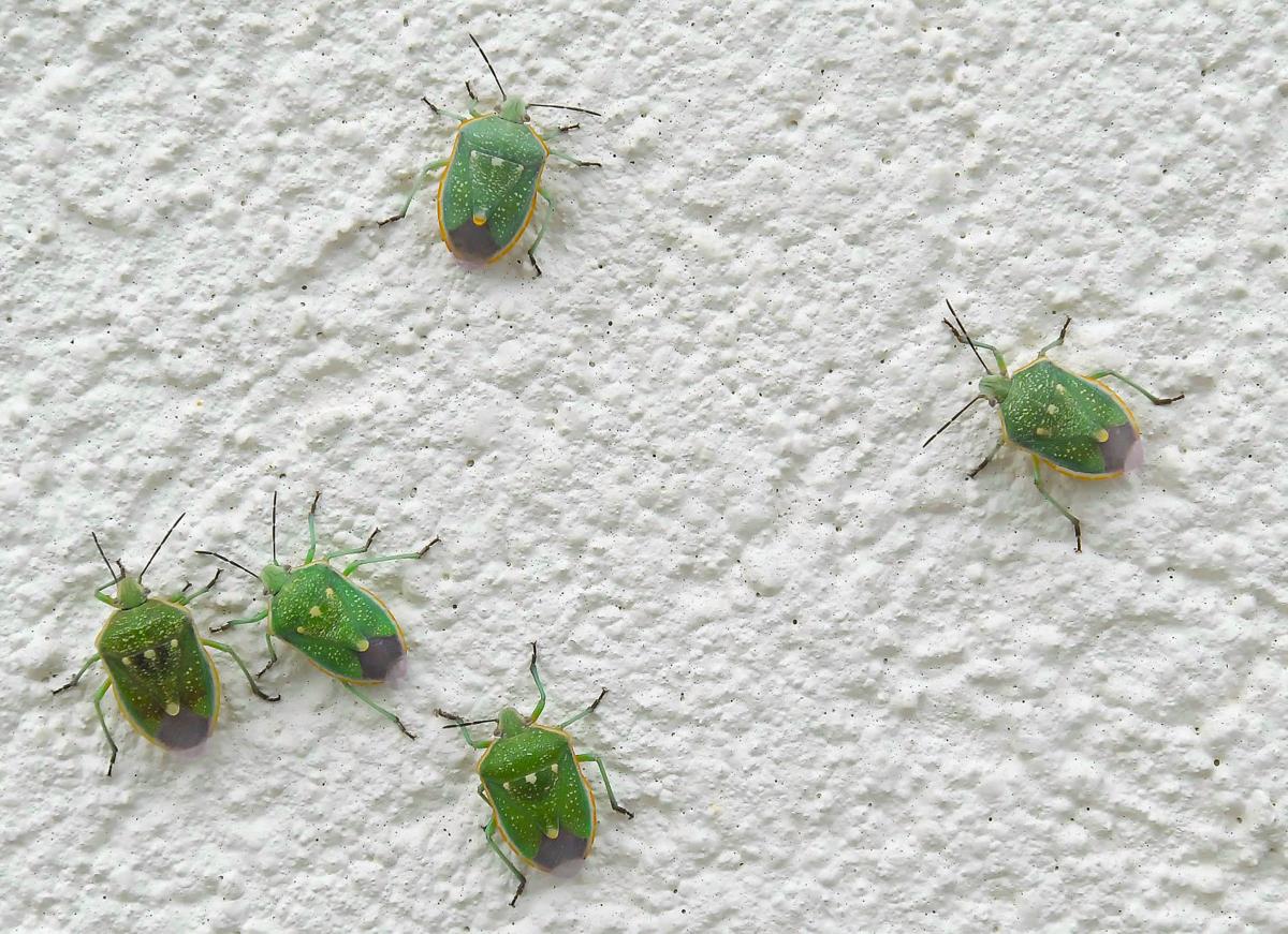 Stink bug swarms spotted in Smithfield Local News
