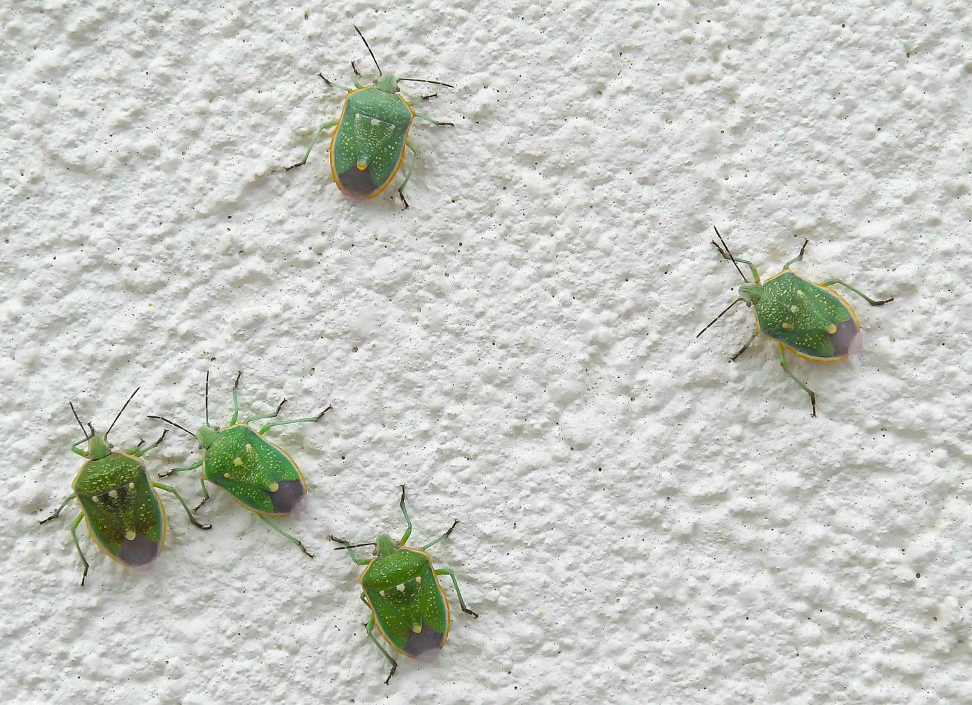Stink bug swarms spotted in Smithfield, Local News