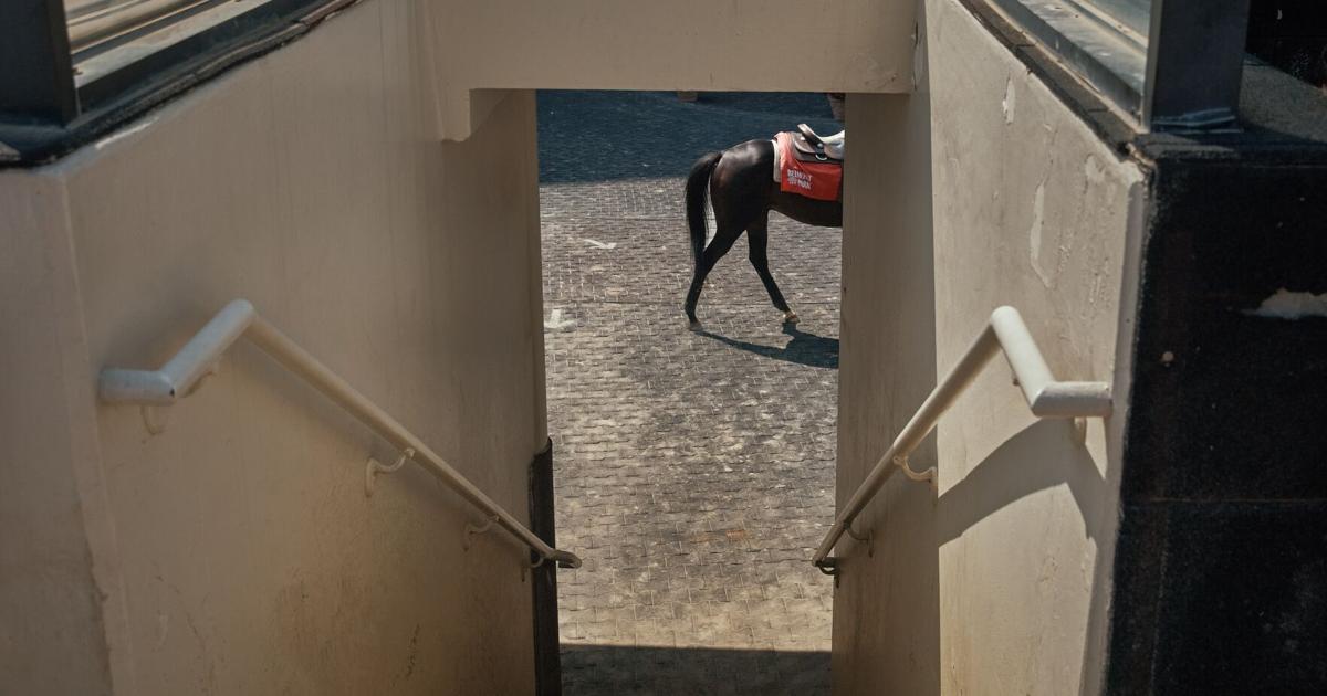 Unseen Handler Leads Horse Into Final Race at New York’s Aqueduct Track