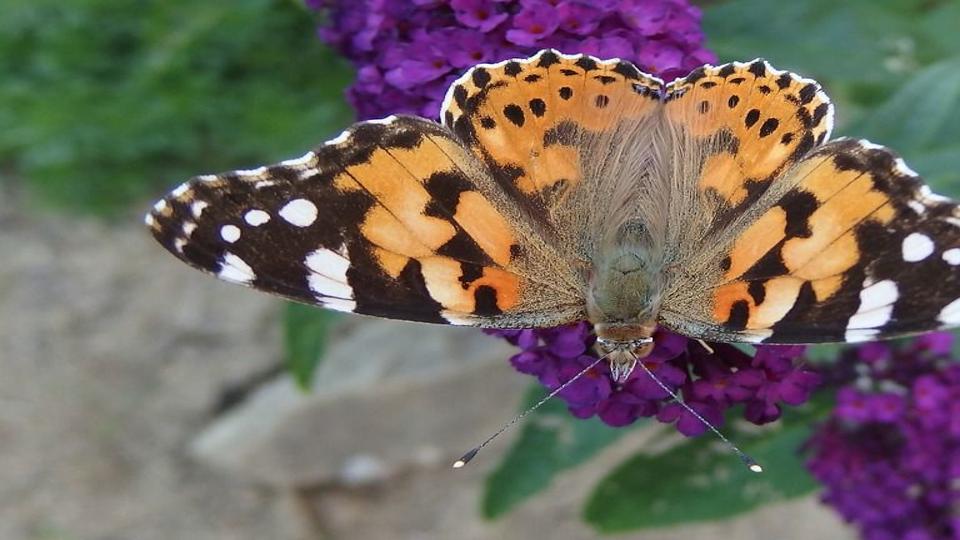 Valley Seeing Mass Migration Of Painted Lady Butterflies Local News Hjnews Com