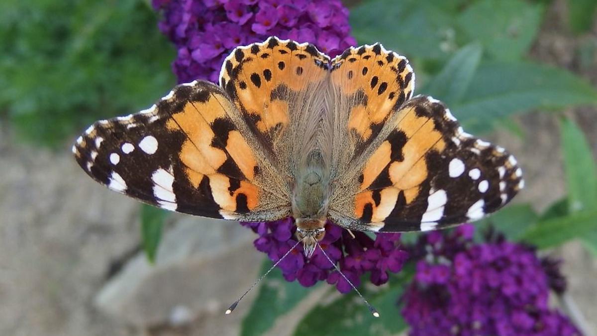 Valley Seeing Mass Migration Of Painted Lady Butterflies Local News Hjnews Com