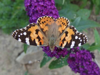 Valley Seeing Mass Migration Of Painted Lady Butterflies