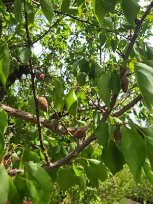 Freeze devastates orchards in Box Elder County, governor issues Declaration of Emergency