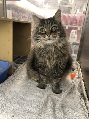 PETS OF THE WEEK