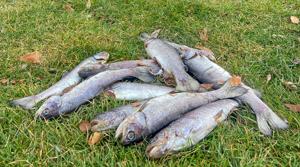 Faulty aerator in Skylar Pond may be cause of dead fish