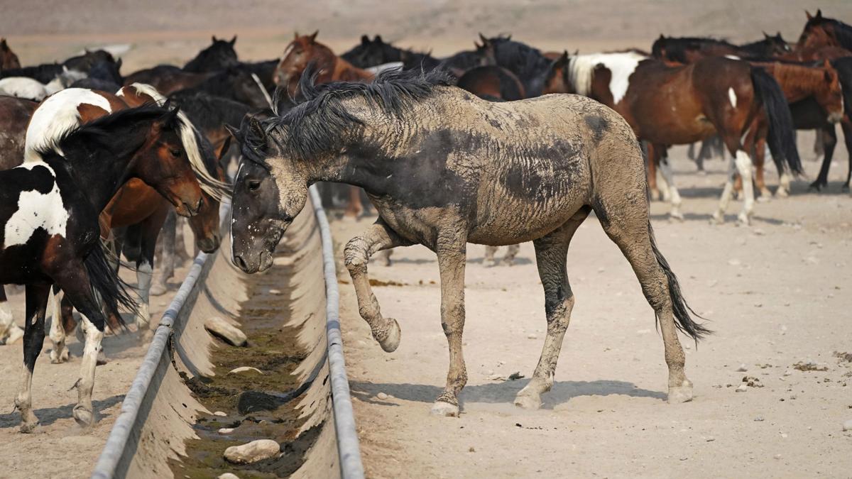 Wild Horses Roundups