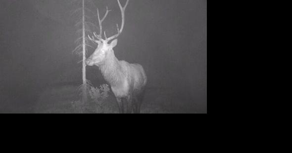 Utah Wildlife Board upholds season on trail cameras after "unique" appeal hearing | Tremonton Leader - Vimarsana News