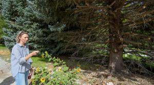 Megan Carollo leads petition against Canyon Road Construction