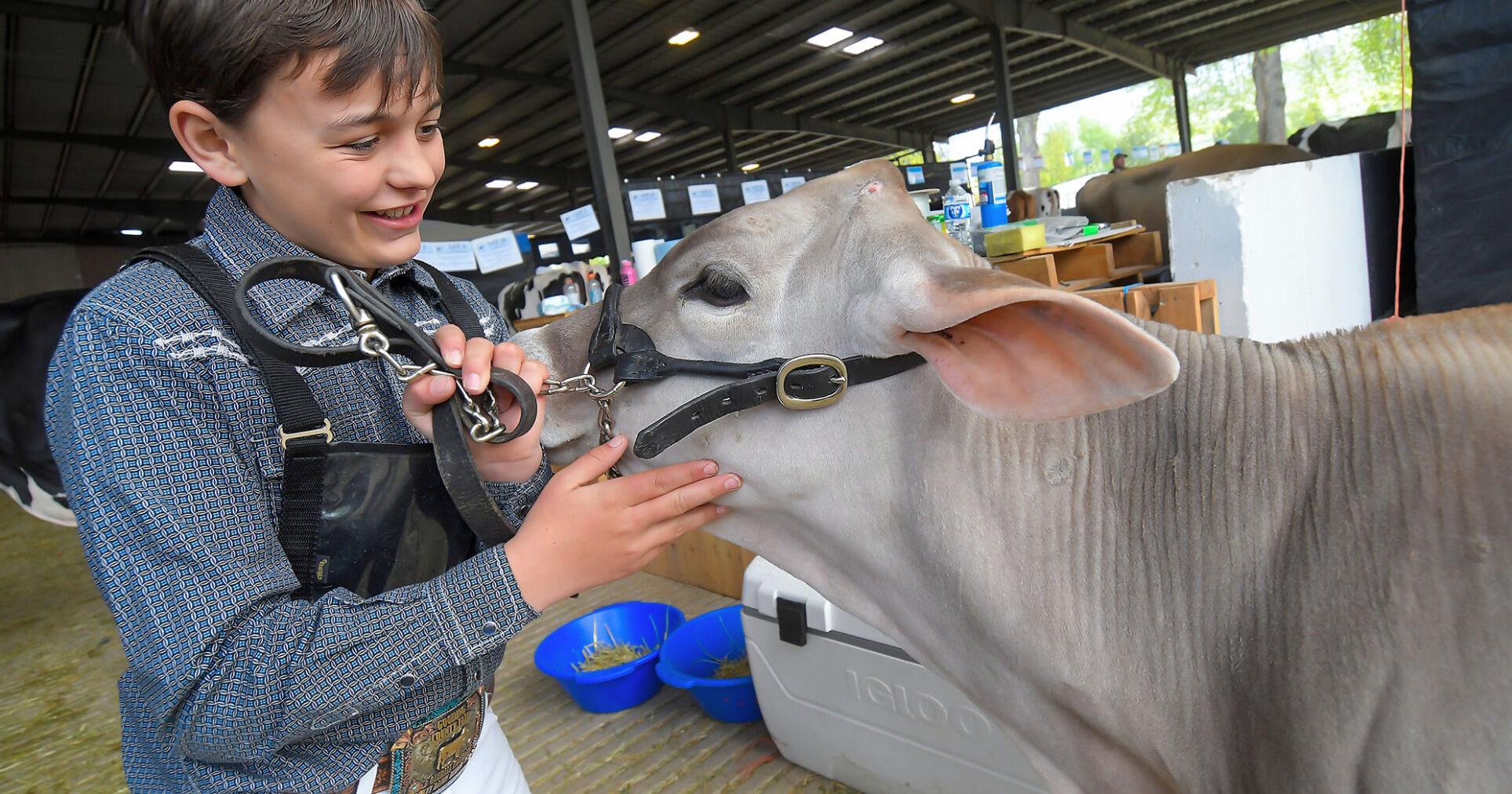 Richmond's 109th Black and White Days continues with the Holstein Junior Show - Vimarsana News