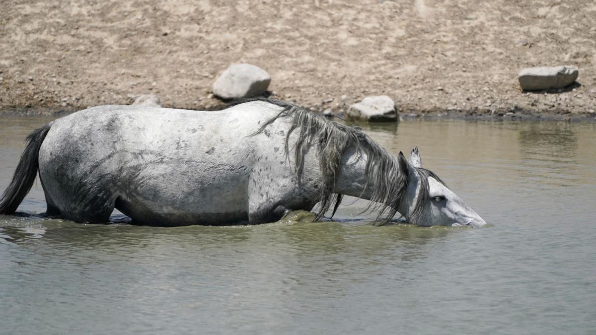 Wild Horses Roundups