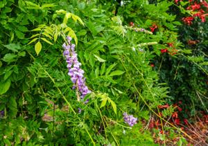 Consider Japanese Wisteria vines for Utah landscapes