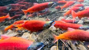 Kokanee salmon turn brilliant red as fall spawning begins