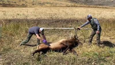 Elk rescue