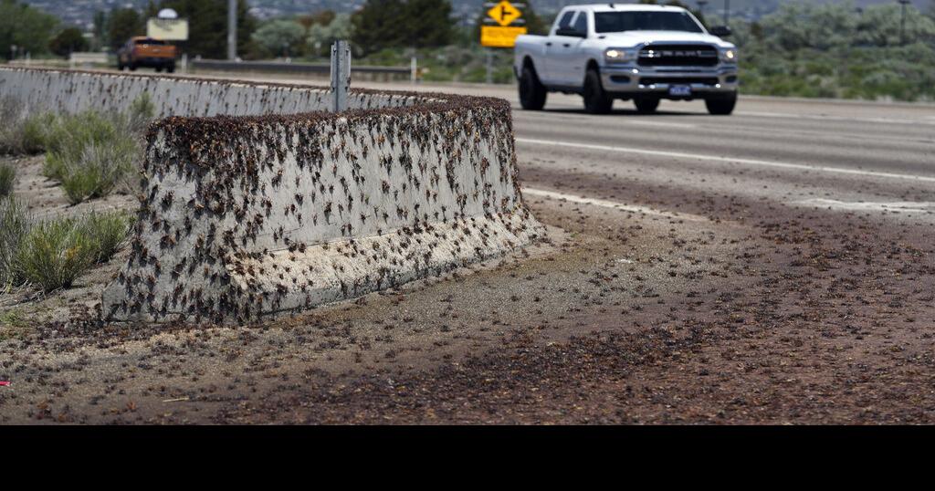 Bloodred crickets invade Nevada town, residents fight back with brooms