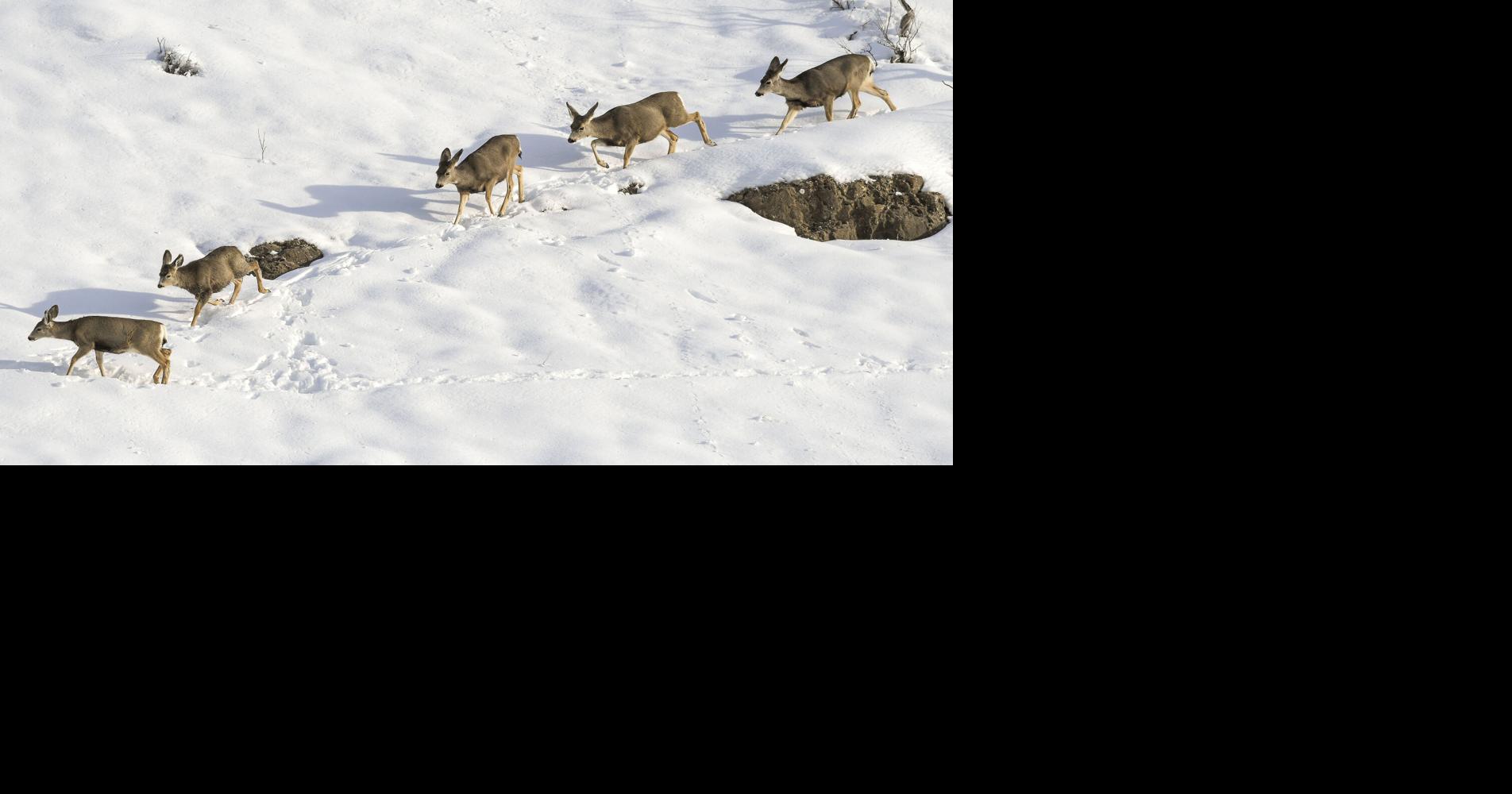 Winter deer deaths prompt officials to review range management News