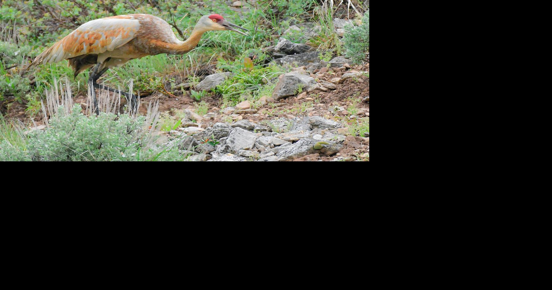 The Wandering Crane: How Tech Professionals Can Embrace Change and Thrive