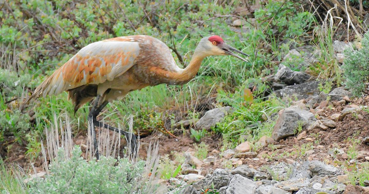 The Wandering Crane: How Tech Professionals Can Embrace Change and Thrive