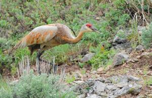 Wandering Crane