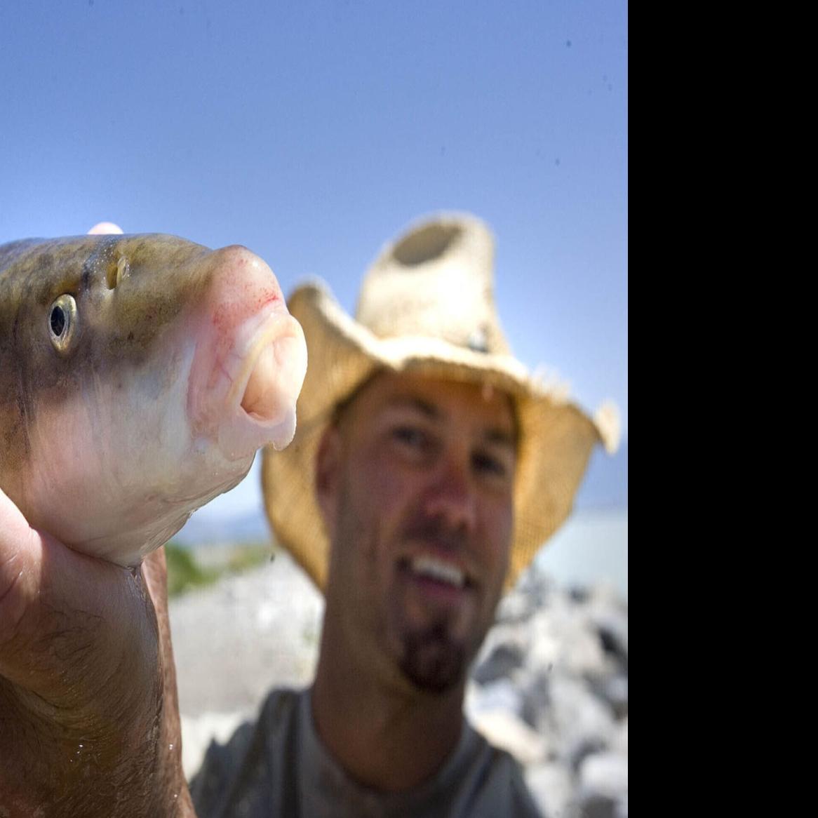 A Once Endangered Fish Is Bouncing Back In Utah Lake Outdoors Hjnews Com