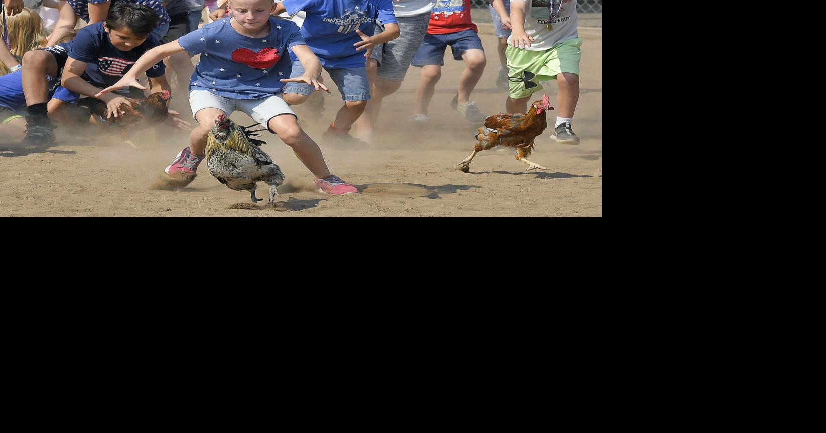 Photo Gallery: Rabbit and Chicken Chase | Multimedia | hjnews.com
