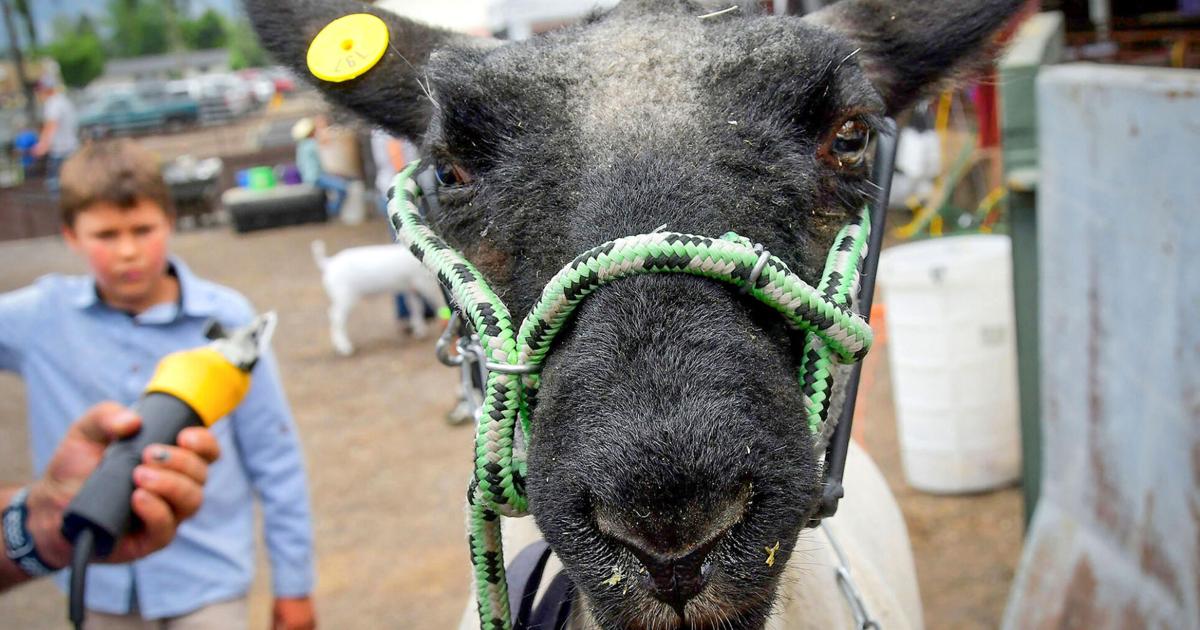 Cache Rodeo Jpg Image Cache County Fair and Rodeo starts next week | News | hjnews.com
