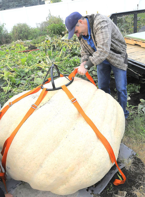 Millville gardener sets Cache Valley pumpkin record | News