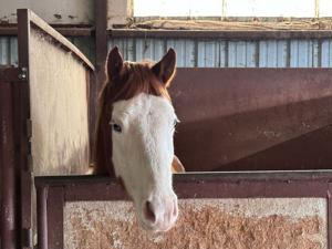 Horse trainer faces abandonment, deception allegations in Utah and Idaho