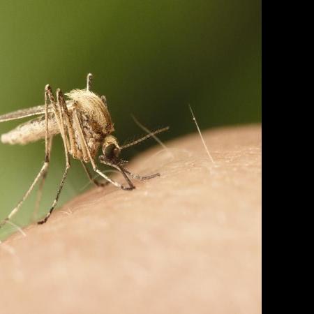 “Lunch” mosquitoes cause problems in Cash Valley