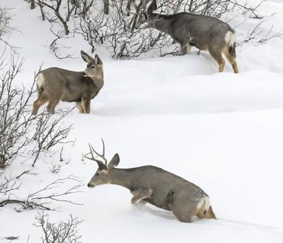DWR announces emergency feeding of northern Utah deer due to winter