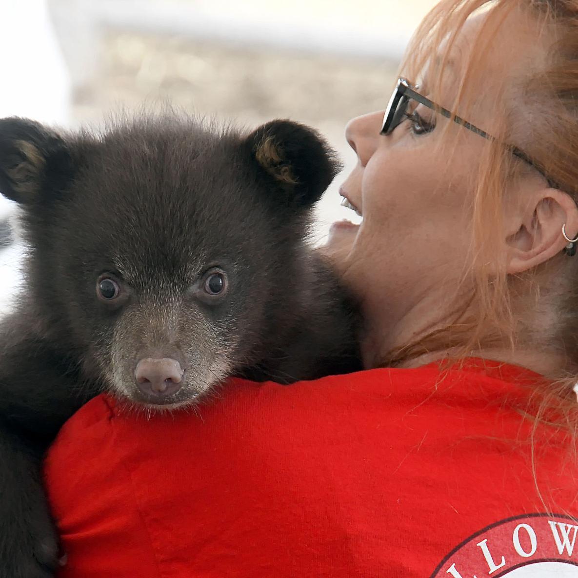 Baby Animal Days' bear cub exhibit protested - Vimarsana News